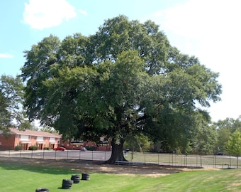 Water oak (Quercus nigra)