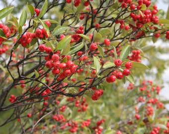 Chokeberry (Aronia arbutifolia)