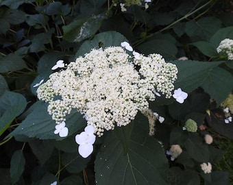 Smooth Hydrangea (Hydrangea arborescens)