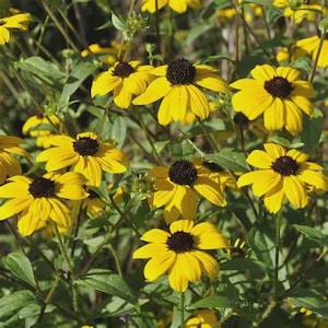 Brown-eyed Susan (Rudbeckia triloba)