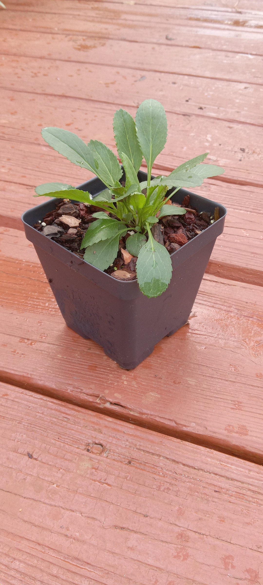 Appalachian Ragwort Small's Ragwort packera Anonyma - Etsy