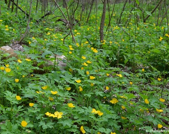 Celandine Poppy (Stylophorum diphyllum)