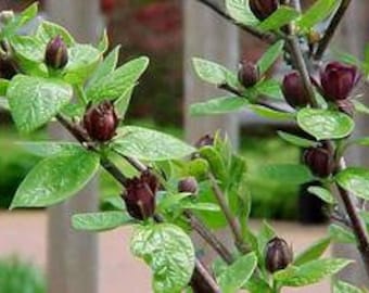 Carolina Allspice, Sweetshrub (Calycanthus floridus)