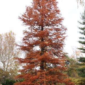 Bald Cypress (Taxodium distichum)