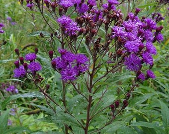 New York Ironweed (Vernonia noveboracensis)