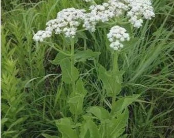 Wild quinine (Parthenium integrifolium)