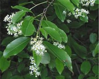 Black Cherry (Prunus serotina)