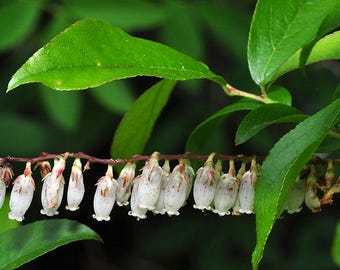 Swamp Doghobble (Eubotrys racemosa)