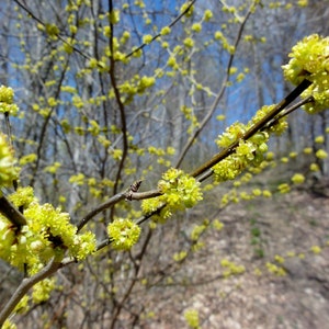 Spicebush (Lindera benzoin)