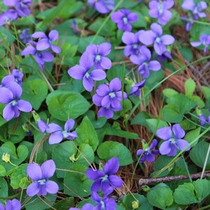 May include: A close-up shot of a patch of purple violets with green leaves. The flowers have five petals and a yellow center. The leaves are heart-shaped and a deep green color. The ground is covered in brown pine needles and small twigs.