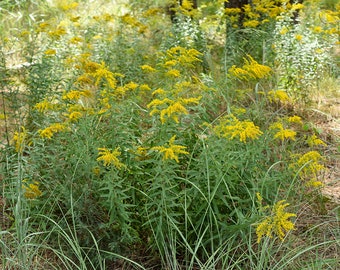 Sweet goldenrod (Solidago odora, Solidago chilensis)