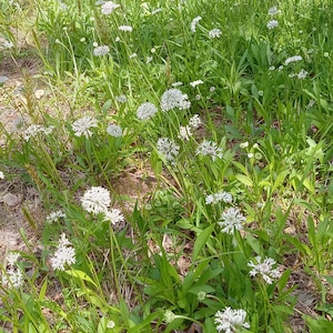 Barbara&#39;s Buttons (Marshallia obovata)