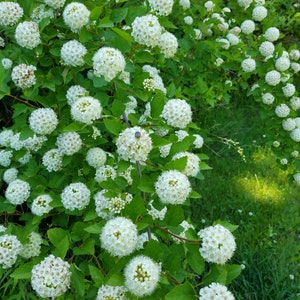 Ninebark (Physocarpus opulifolius)