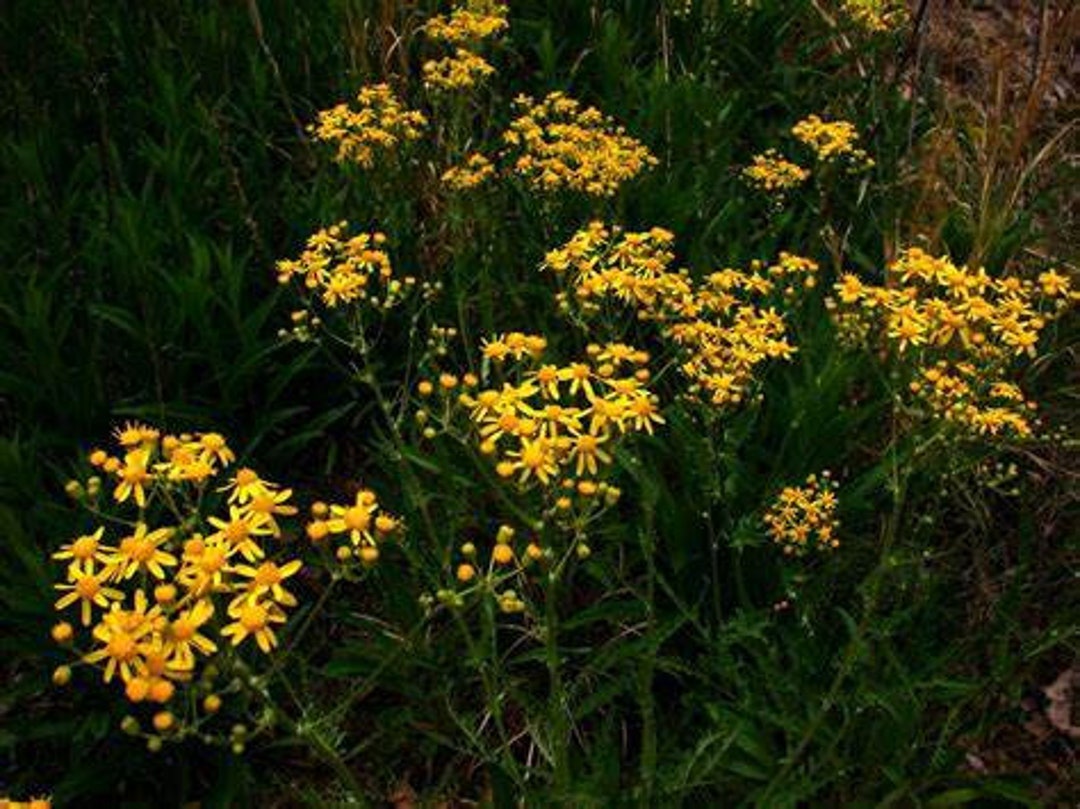 Appalachian Ragwort, Small's Ragwort (packera Anonyma) - Etsy