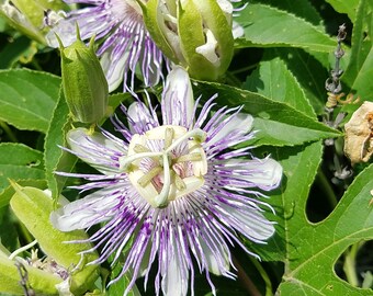 Passionflower (Passiflora incarnata)