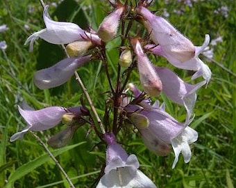 Longsepal beardtongue, Calico penstemon (Penstemon calycosus)