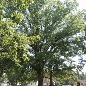 May include: A large, mature tree with a thick trunk and a full canopy of green leaves. The tree is in a park-like setting with a brick wall and several people in the background. The day is sunny.