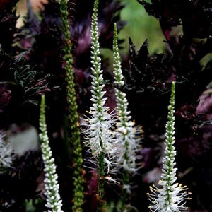 Culver's Root (Veronicastrum virginicum)