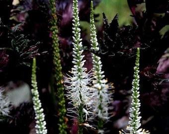 Culver's Root (Veronicastrum virginicum)