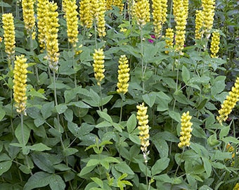 Southern Lupine, Carolina Lupine (Thermopsis villosa)