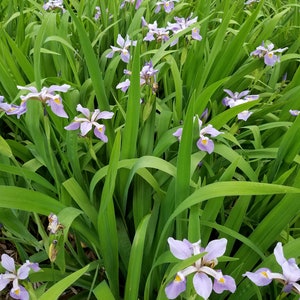 May include: A field of light purple iris flowers with yellow centers and long, green leaves. The flowers are in full bloom, creating a vibrant and natural scene. The image is taken from a slightly elevated perspective.