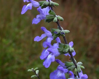 Azure blue sage (Salvia azurea)