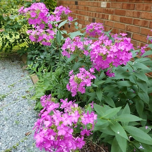 May include: A cluster of vibrant pink phlox flowers in full bloom, growing against a brick wall. The flowers are arranged in a dense, rounded shape, with lush green foliage surrounding them.