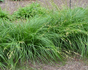 Cherokee Sedge (Carex Cherokeensis)