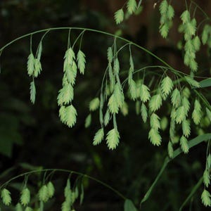 May include: Close-up of green ornamental grass with delicate, drooping seed heads. The leaves are a light green color, and the background is a dark green, creating a contrast. The grass is likely used for landscaping or floral arrangements.
