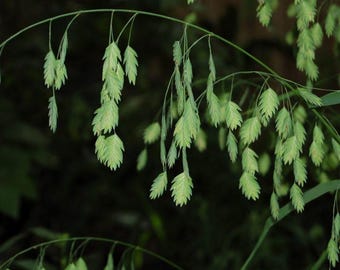 River Oats (Chasmanthium latifolium)