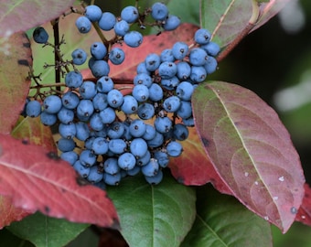 Smooth Witherod, Possumhaw Viburnum (Viburnum nudum) 3-pack "tubelings"
