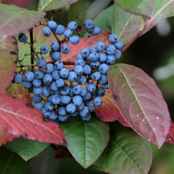 Smooth Witherod, Possumhaw Viburnum (Viburnum nudum) 3-pack "tubelings"