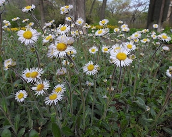 Robin's plantain (Erigeron pulchellus)