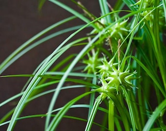 Gray's sedge (Carex grayi)