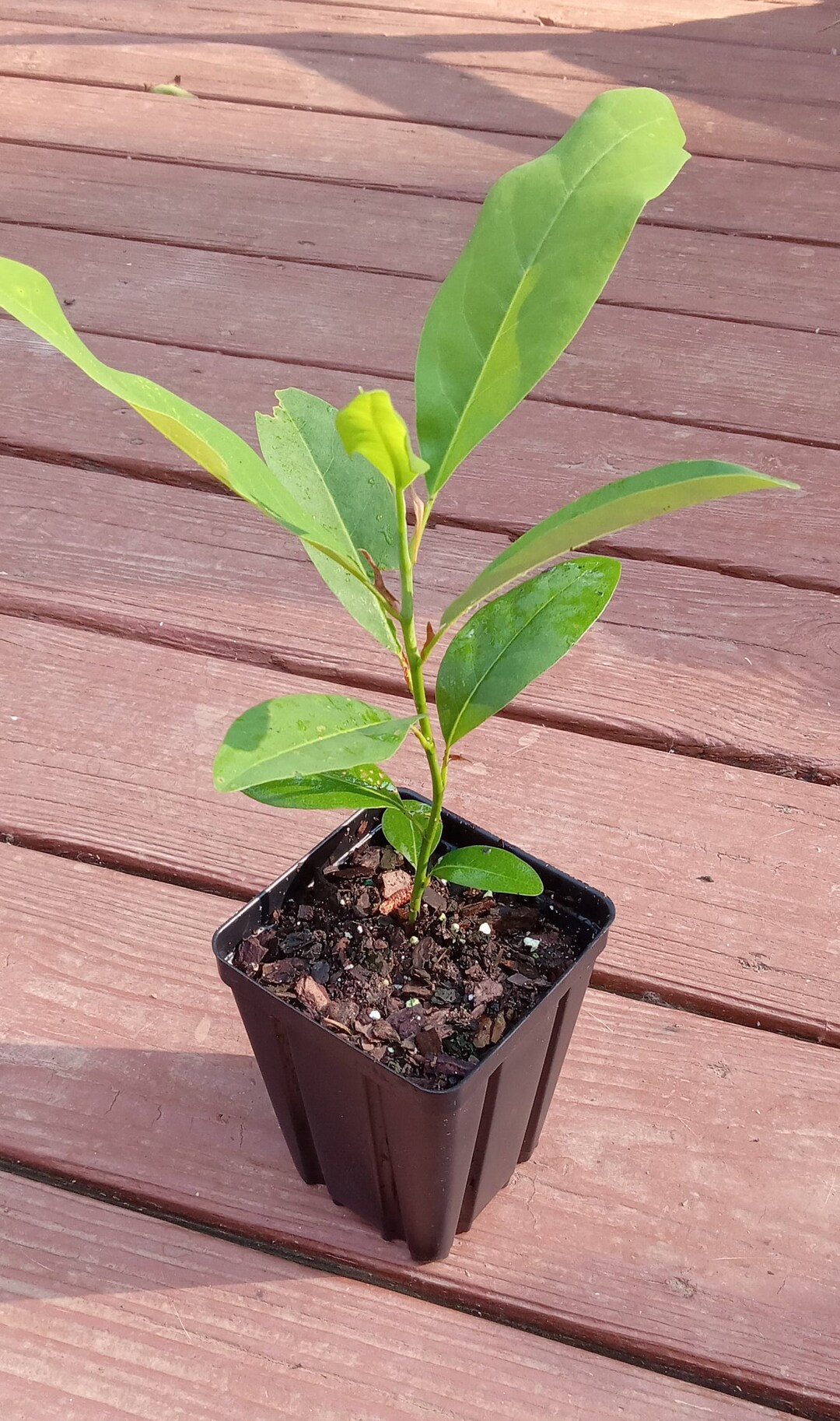 Sweet Bay Magnolia magnolia Virginiana Etsy