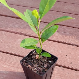 Sweet Bay Magnolia (Magnolia virginiana)