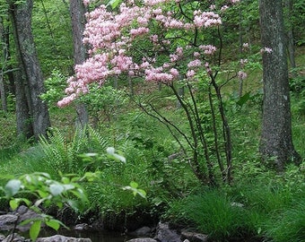 Pinxterbloom Azalea (Rhododendron periclymenoides) 3-pack tubelings