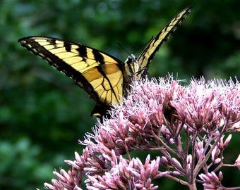 Coastal plain Joe Pye Weed (Eutrochium dubium)