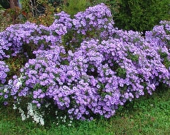 Raydon's Favorite Aromatic Aster (Symphyotrichum oblongifolium "Raydon's Favorite")