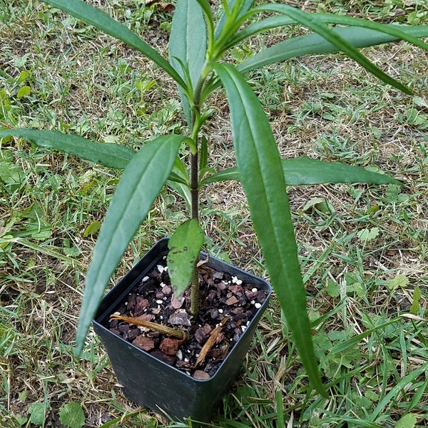 Swamp Sunflower (Helianthus angustifolius)