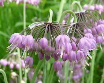 Nodding Onion (Allium cernuum)