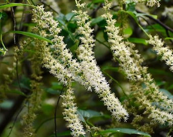 Virginia Sweetspire (Itea virginica)