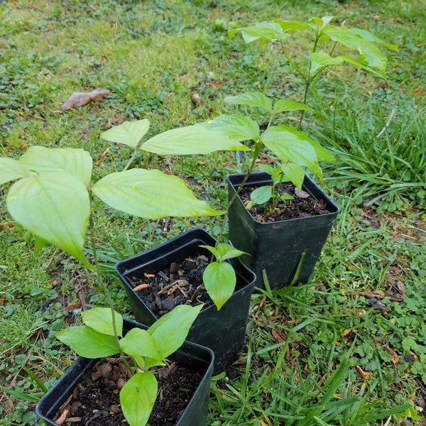 Flowering Dogwood (Cornus florida)