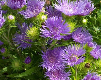 Peachie's Pick Stokes' Aster (Stokesia laevis 'Peachie's Pick)