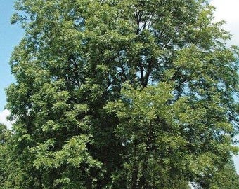 Hardy Pecan (Carya illinoinensis)