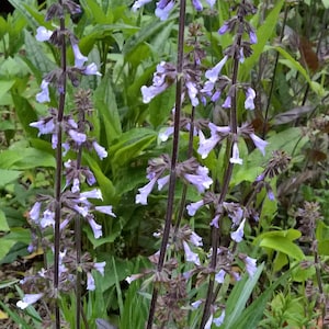Lyre-leaf sage (Salvia lyrata)