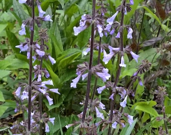 Lyreleaf sage (Salvia lyrata) grows wild in a field, March 28, 2011, in