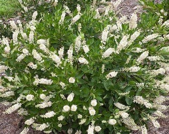 Compact Sweet Pepperbush (Clethra alnifolia "Hummingbird")