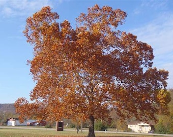American sycamore (Platanus occidentalis)