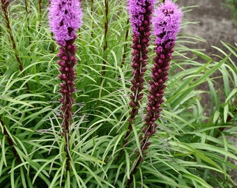 Blazing star (Liatris spicata) 2 pack